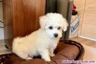 Fotos del anuncio: Regalo Mini Toy Cachorros Bichon Maltes whatsapp +34612253314