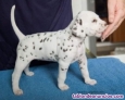 Fotos del anuncio: Cachorros dalmata Regalo 