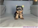 Regalo Cachorros Yorkshire Terrier Mini Toy 