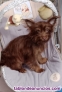 Fotos del anuncio: Cachorros de Chorkie ( chihuahua con yorkshire terrier)