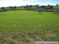 Fotos del anuncio: Se vende terreno de regado (Huerta), con casa antigua en El Viso (Crdoba)