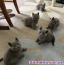 Fotos del anuncio: Gatitos de raza British Shorthair azules