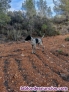 Fotos del anuncio: Braco aleman cazando 