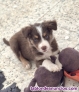 Cachorros border collie chocolate tricolor 