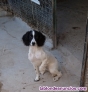 Fotos del anuncio: Springel cazando y cachorra de 6 meses