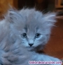 Fotos del anuncio: Gatitos azules british longhaer y angora