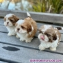 Cachorros shih tzu Texto 691110490