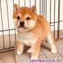 Impresionantes Cachorros de Shiba Inu para regalar