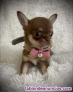 Chihuahua toy WhatsApp 691 110 490