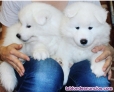 Impresionante regalo: cachorros de samoyedo