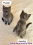 British Shorthair tlf/ 6 1 2 4 5 3 3 9 8