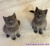 Fotos del anuncio: British Shorthair tlf/ 6 1 2 4 5 3 3 9 8