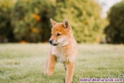 Fotos del anuncio: Regalo hermosa shiba inu cachorros mi whatsapp