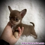 Chihuahua cachorros WhatsApp 691110490