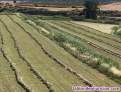 Vendo alfalfa en rama 