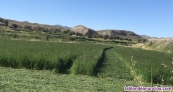 Fotos del anuncio: Vendo alfalfa en rama 