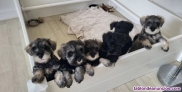 Cachorros de schnauzer miniatura &#8234;+34611309540&#8236;