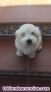 Bichon Maltes linea americana pequeos 