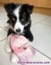 Preciosos Cachorros Border Collie  whatsapp (632548409 )