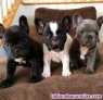 Cachorros de Bulldog Francs de pura raza con pedigr En adopcin 
