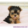 Fotos del anuncio: Cachorros de Yorkshire Terrier para adopcin gratuita whatsApp  +34670474267