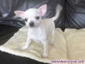 REGALO ADOPCION CACHORROS CHIHUAHUA WhatsApp  +34670474267