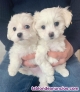 Fotos del anuncio: Adorables Mini Toy Cachorros Bichon Maltes (WHATSAPP:+34600033119)