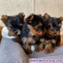 Fotos del anuncio: Regalo Cachorros toy, de yorkshire terrier, whatsapp +34600033119 