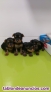 Cachorros de yorkshire 