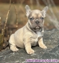 Adopcin / Regalo Cachorros de Bulldog Francs +34 612 45 39 18