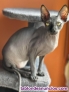 Monta gato Sphynx