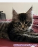 Fotos del anuncio: Bebs Maine coon disponibles 632.687350