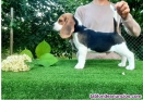 Fotos del anuncio: Regalo! cachorro beagle, contactar para mas informacion