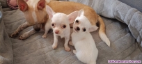 Fotos del anuncio: Cachorro chihuahua machos