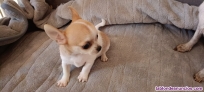 Fotos del anuncio: Cachorro chihuahua machos