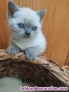 Fotos del anuncio: Gatitos british shorthair blue