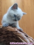 Fotos del anuncio: Gatitos british shorthair blue