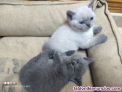 Fotos del anuncio: Gatitos british shorthair blue