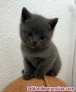 Fotos del anuncio: Gatitos british shorthair blue