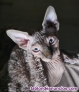 Fotos del anuncio: Vendo precioso gato egipcio, esfinge, sphynx.