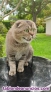 Fotos del anuncio: Precioso y carioso joven Scottish Fold espectacular