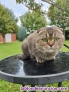 Fotos del anuncio: Precioso y carioso joven Scottish Fold espectacular