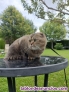 Fotos del anuncio: Precioso y carioso joven Scottish Fold espectacular