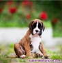 Fotos del anuncio: Cachorros boxer de regalo