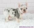 Fotos del anuncio: Cachorros bulldog Frances 