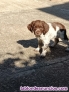 Cachorros de Spaniel Breton