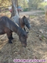 Fotos del anuncio: Clases de equitacin 