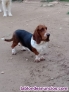 Fotos del anuncio: ltimos Basset Hound!!! BIS