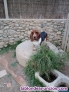 Fotos del anuncio: ltimos Basset Hound!!! BIS