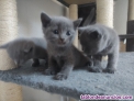 Fotos del anuncio: ltimos Gatitos British Shorthair Blue Disponibles!